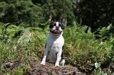 BOSTON TERRIER 031